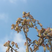 Kalanchoe pinnata (Lam.) Pers.